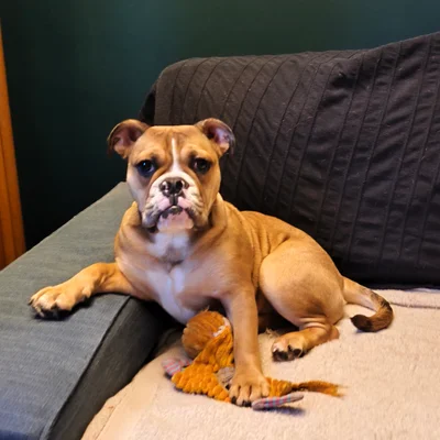 Bluey Des Hydres des Mares **PET HOME** - Continental Bulldog