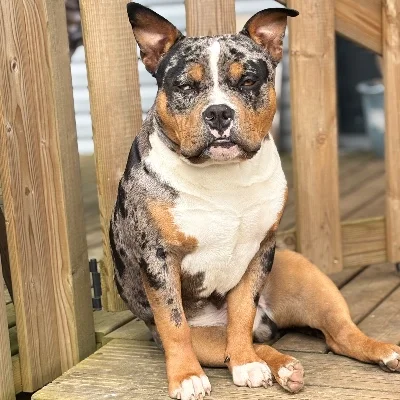 BSKC Family Arès - American Bully