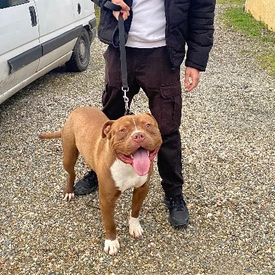 Ghost  - American Bully