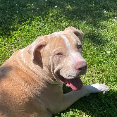 Bully's South Biggy - American Bully