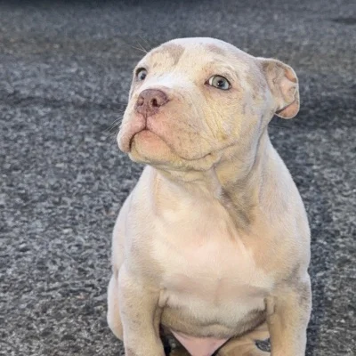 Oslo - American Bully