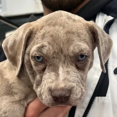 Bamboo - American Bully