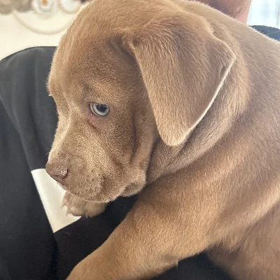 Bella - American Bully