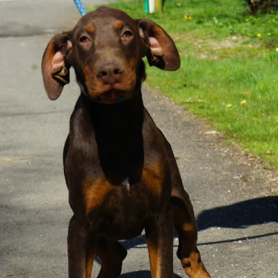 Phoenix Bully's Kennel Héra - Doberman