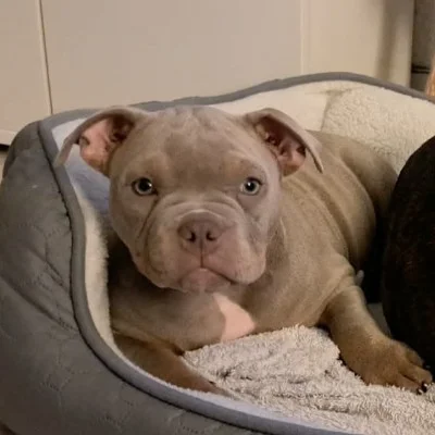 La Foret des Dragons Noirs Stacy - American Bully