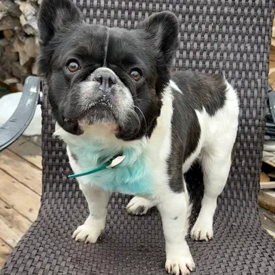 Smiley Bulldog Mickey (Fluffy) - Bouledogue français