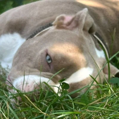 Kulka - American Bully
