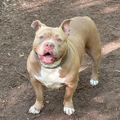 Chelsea - American Bully