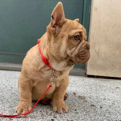 Exotic Frenchie Bouli Bretzel **PET HOME** - Bouledogue français