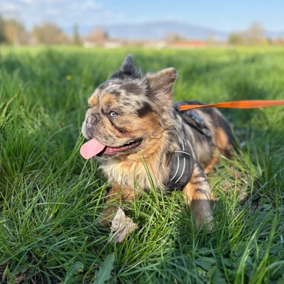 Gizmo (Fluffy) - Bouledogue français