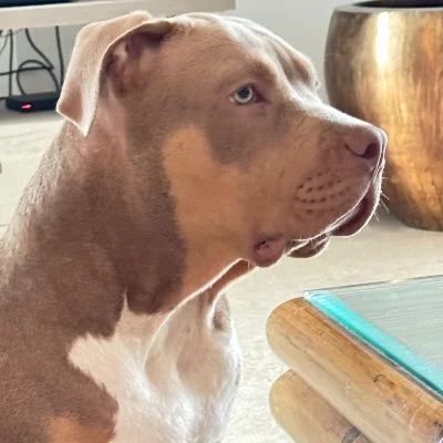 Fraumens Bullz Kaï - American Bully