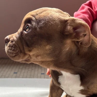 Bonnie - American Bully