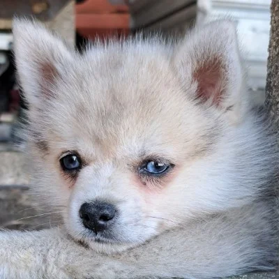 Bandit De La Butte de Goliath (F2A) - Pomsky