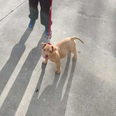 Tucker  - American Bully