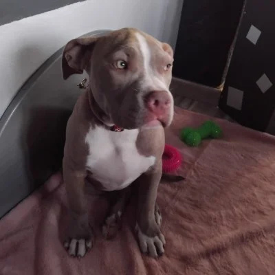 Majevv Nala **PET HOME** - American Bully
