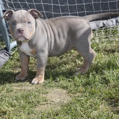 Zira L'impérial Marros  - American Bully