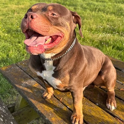 Balrog - American Bully