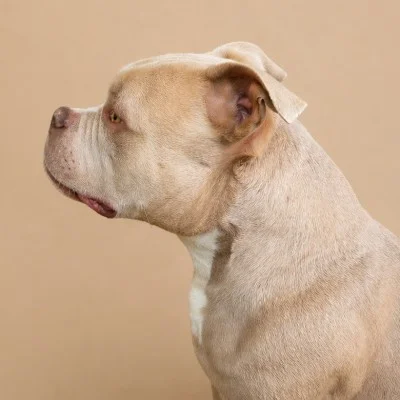LMDG Porthos - American Bully