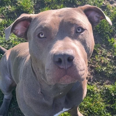 Angel’s Bully Athena - American Bully