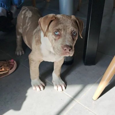Freya - American Bully