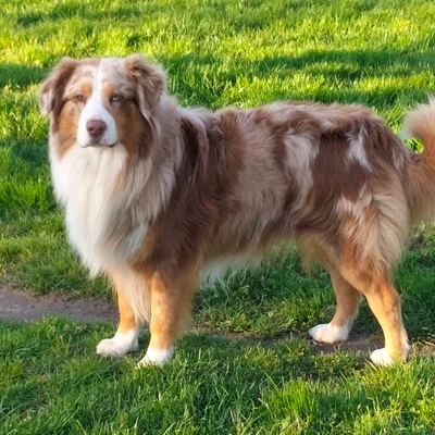Symba de la Cité des Animaux - Berger Australien