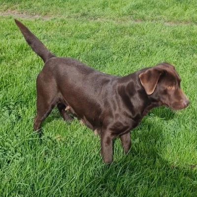 Shayen de la Cité des Animaux - Labrador