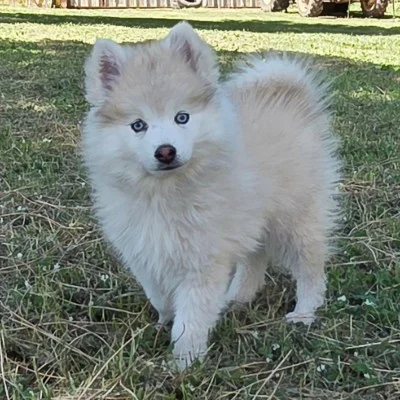 Baloo Des Fontaines de Vertiol (F4) - Pomsky