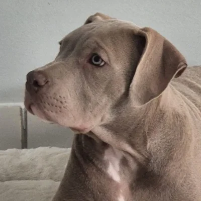 Baya - American Bully