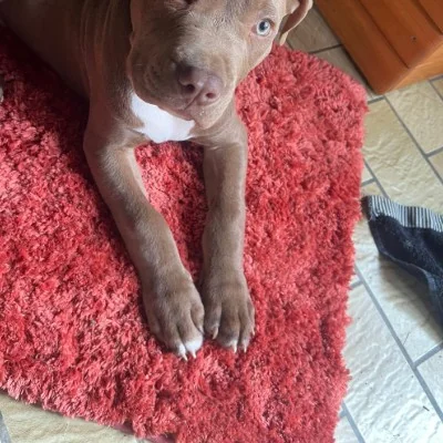 Buck - American Bully