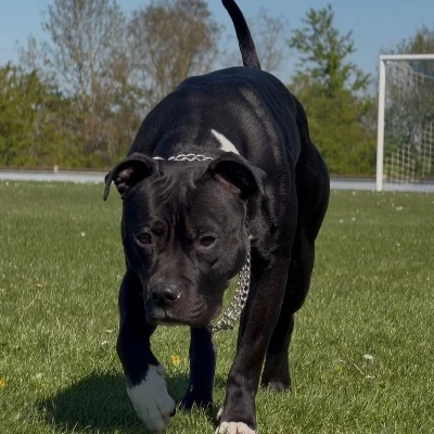 Bully South Brothers Aria - American Bully