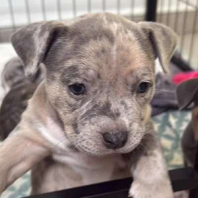 Baya **PET HOME** - American Bully