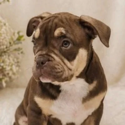 Xena - American Bully