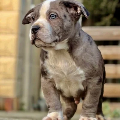 Starline K9 Erebus Black Prime - American Bully