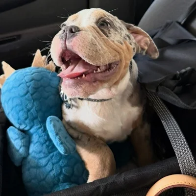 The Macaw Family Kennel Kody  - American Bully