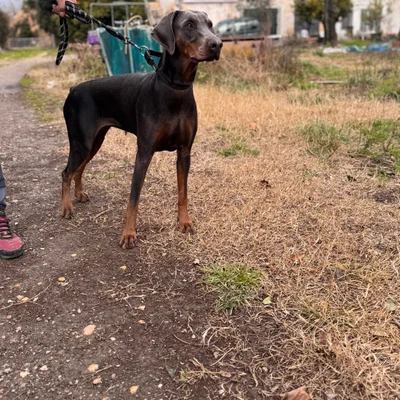 Verra - Doberman