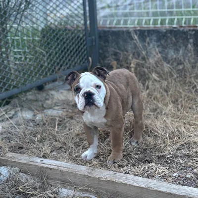 Biscotte - New English Bulldog