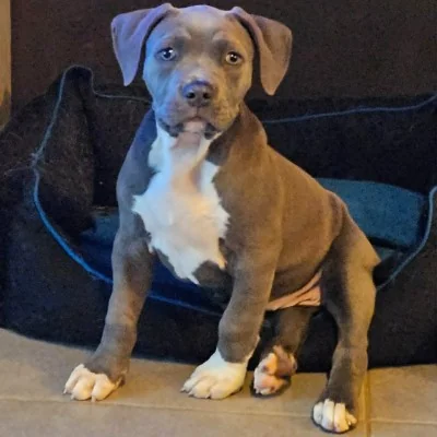 Purdey - American Bully