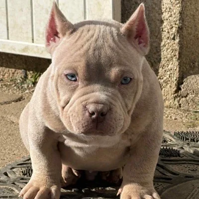 The Macaw Family Kennel Hermès Of DOB - American Bully