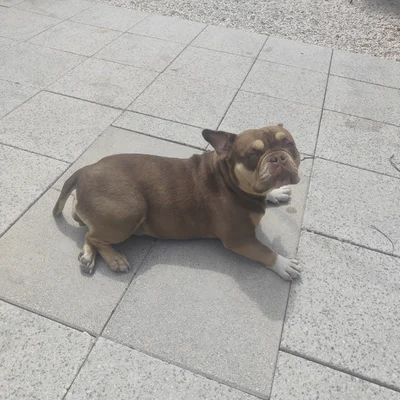 Star Bully Girls Nikita  - American Bully