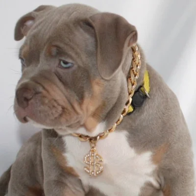 Akira - American Bully
