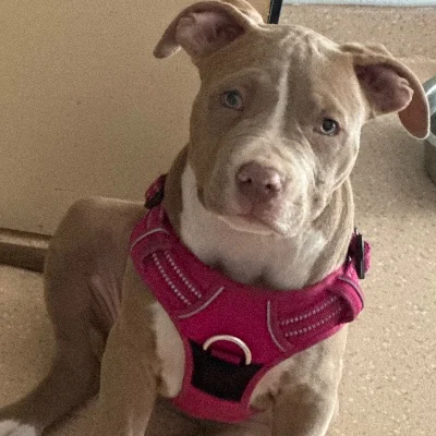 Bloom - American Bully