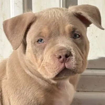 The Macaw Family Kennel Baloo  - American Bully