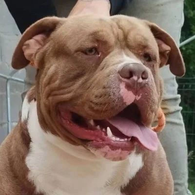 Bully's Gang Biggy - American Bully
