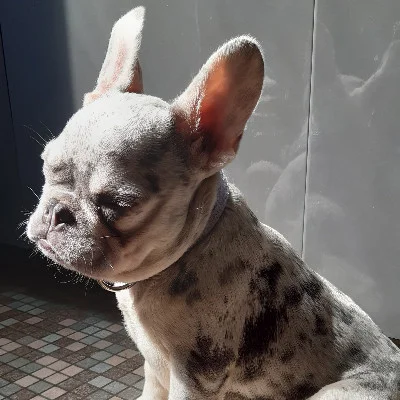 Elénia - Bouledogue français