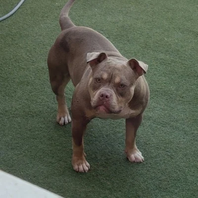 Nala - American Bully