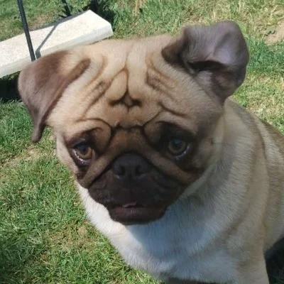 Stytch Des Mille et un Pug - Carlin