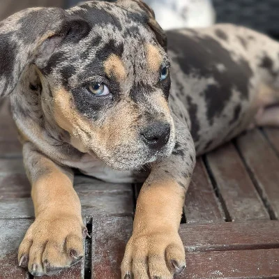 EARL de Lochy Bud - American Bully