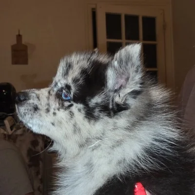 Bandy De La Butte de Goliath (F2B) - Pomsky
