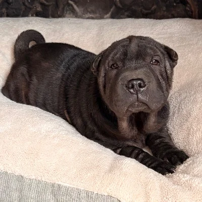 La Maison du Bou-Shar Béka - Shar Pei
