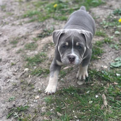 Peppa - American Bully